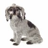 Bologneser Hund