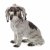 Bologneser Hund
