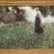 Herterich, Ludwig von. Mädchen mit Krug auf einer Blumenwiese. Öl/Lw. 69 x 90 cm. Sign.