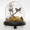 Memento mori-Eingericht. Naturalien, Glassturz. H 20 cm.