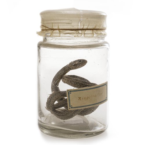 Naturalia-Kunstkammerobjekt: präparierte Ringelnatter, im Glas, H. 15 cm.