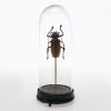 Naturalia-Kunstkammerobjekt: Käfer. Unter Glassturz. H. 26 cm.