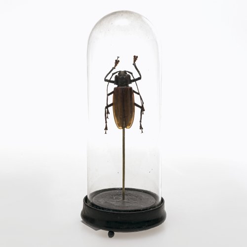 Naturalia-Kunstkammerobjekt: Käfer. Unter Glassturz. H. 26 cm.