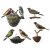 Sechs Vögel. Alpenländisch, 19. Jh. Unterschiedliche Vogelarten aus Holz, farbig gefasst. Einzelne Vögel und zwei Pärchen auf einem Holzschwammsockel sitzend. Diverse Größen. Alterungsspuren.