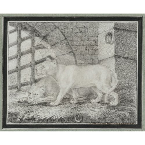 Schmid, Matthias. Detailgetreue Darstellung eines Löwenpaares. Bleistiftzeichnung, teilw. Kohle. 16 x  20 cm. Sign. 